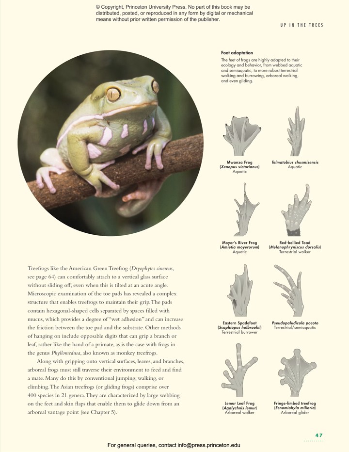 THE LIVES OF FROGS. A NATURAL HISTORY 6