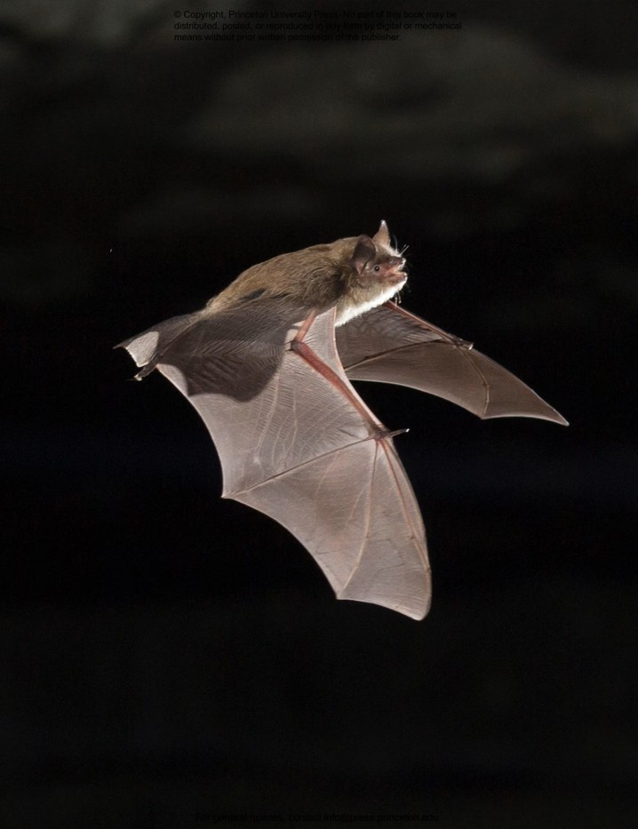 THE LIVES OF BATS. A NATURAL HISTORY 4