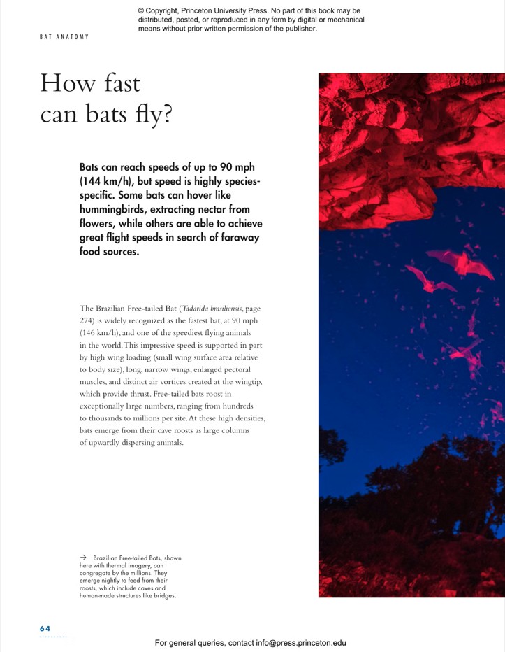 THE LIVES OF BATS. A NATURAL HISTORY 6