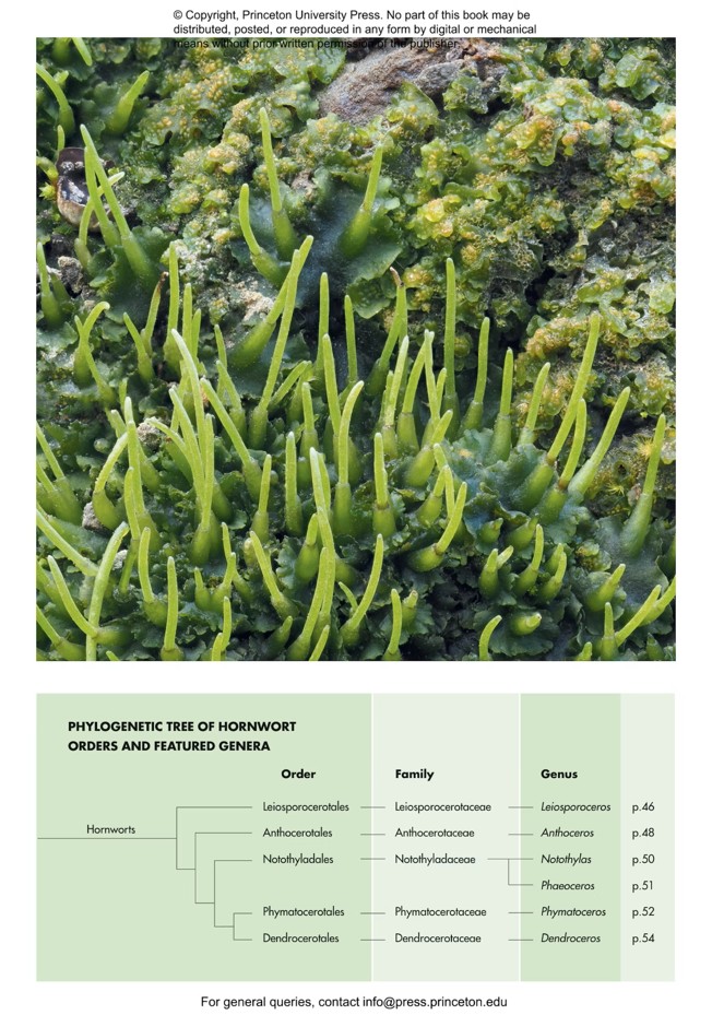 MOSSES, LIVERWORTS, AND HORNWORTS OF THE WORLD. A GUIDE TO EVERY ORDER 3