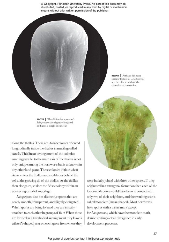 MOSSES, LIVERWORTS, AND HORNWORTS OF THE WORLD. A GUIDE TO EVERY ORDER 5