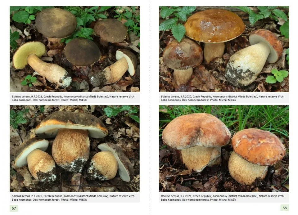 EUROPEAN BOLETES. VOL 1 2