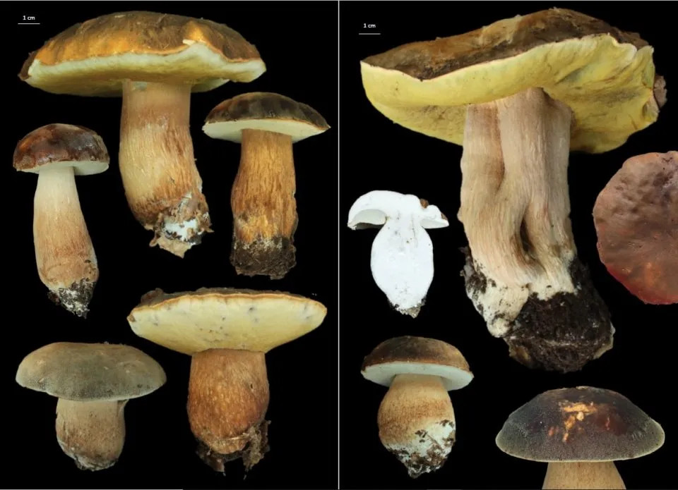 EUROPEAN BOLETES. VOL 1 3