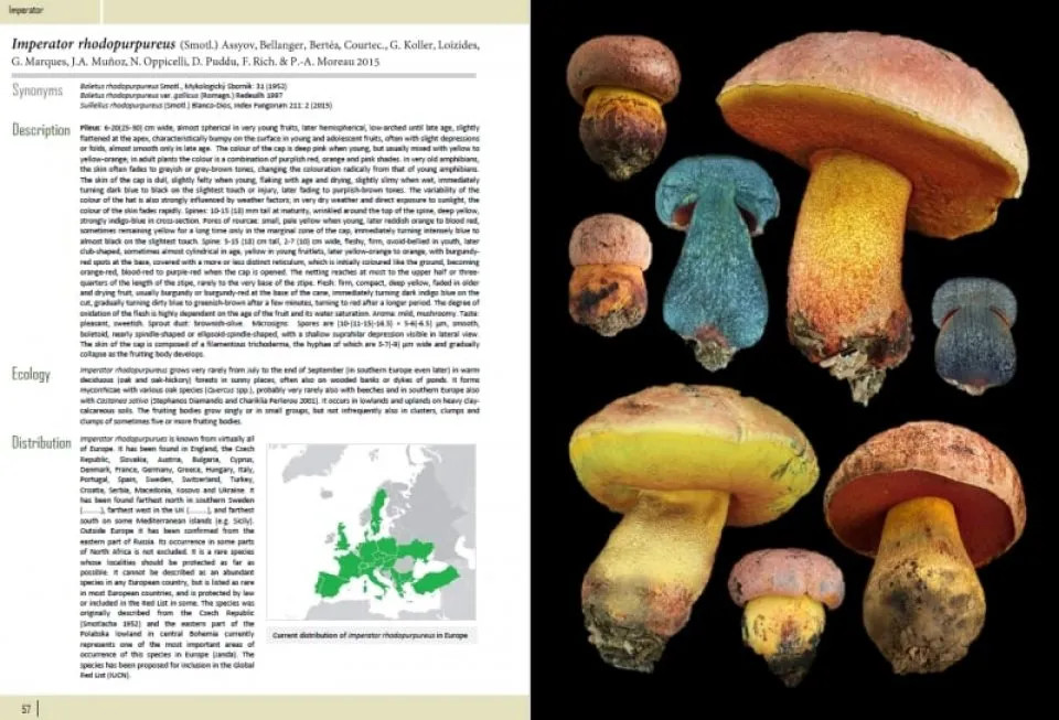 EUROPEAN BOLETES. VOL 1 4