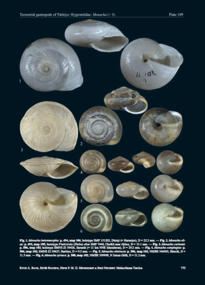 MALACOFAUNA TURCICA 4
