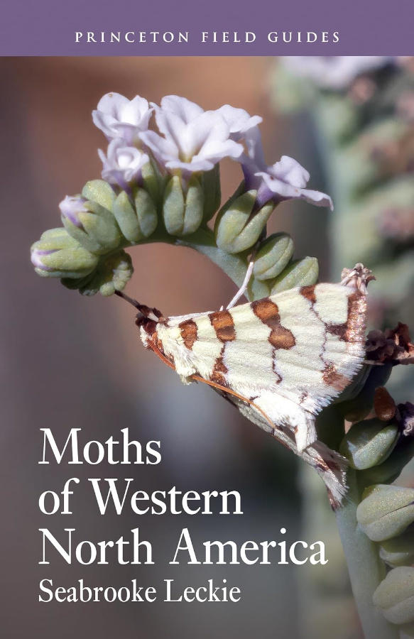 MOTHS OF WESTERN NORTH AMERICA