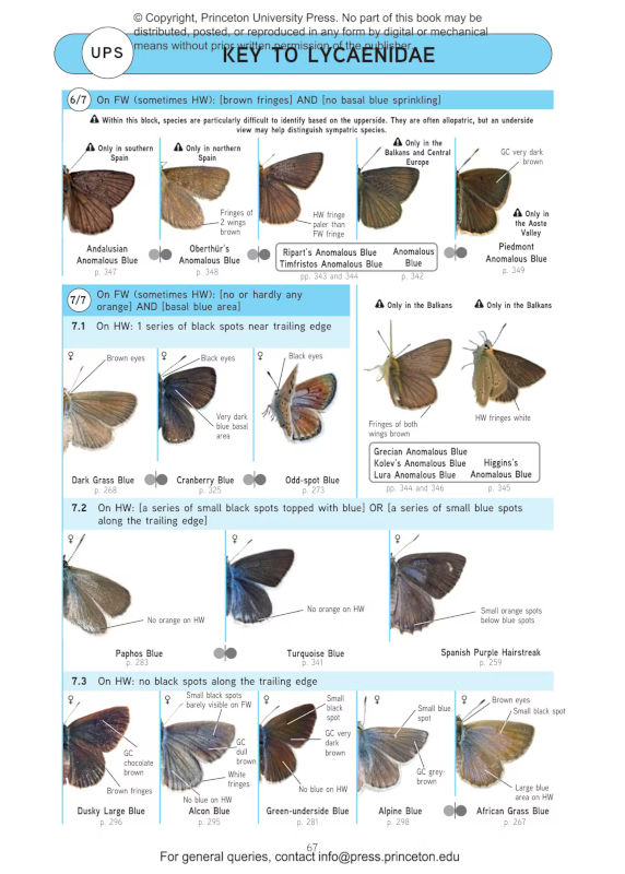 BUTTERFLIES OF BRITAIN AND WESTERN EUROPE AND THEIR CATERPILLARS. AN IDENTIFICATION GUIDE 4
