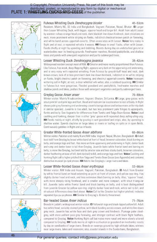 BIRDS OF INDIA. PAKISTAN, NEPAL, BANGLADESH, BHUTAN, SRI LANKA AND THE MALDIVES 2