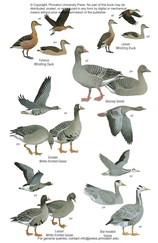 BIRDS OF INDIA. PAKISTAN, NEPAL, BANGLADESH, BHUTAN, SRI LANKA AND THE MALDIVES 3