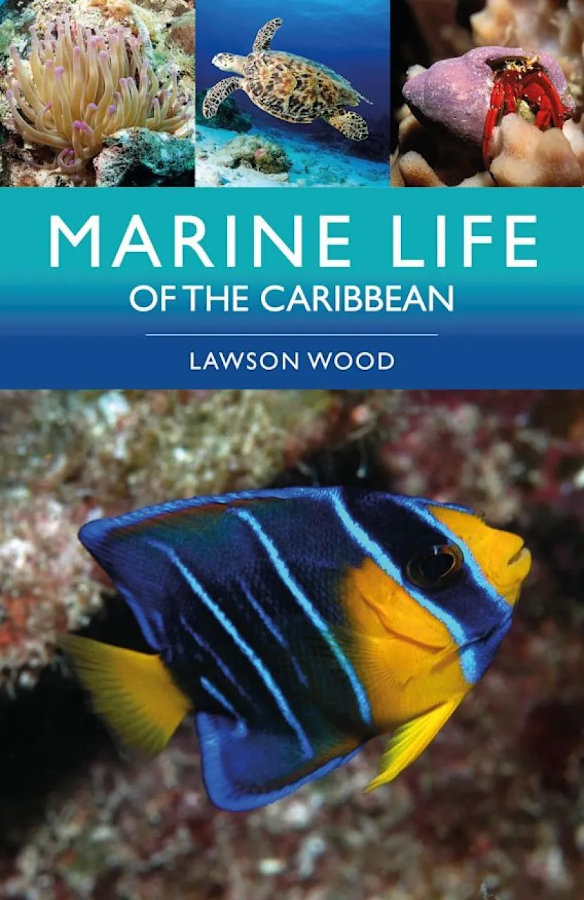 MARINE LIFE OF THE CARIBBEAN 1