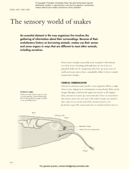THE LIVES OF SNAKES: A NATURAL HISTORY OF THE WORLD'S SNAKES 4