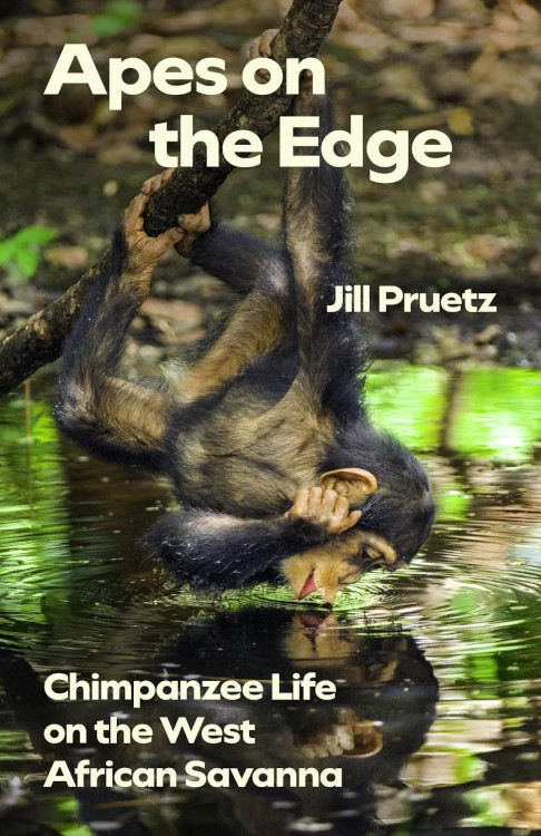 APES ON THE EDGE. CHIMPANZEE LIFE ON THE WEST AFRICAN SAVANNA