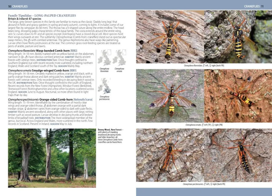 A PHOTOGRAPHIC GUIDE TO FLIES OF BRITAIN & IRELAND 2