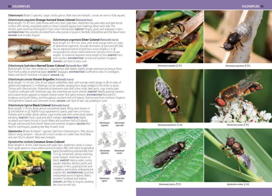 A PHOTOGRAPHIC GUIDE TO FLIES OF BRITAIN & IRELAND 3