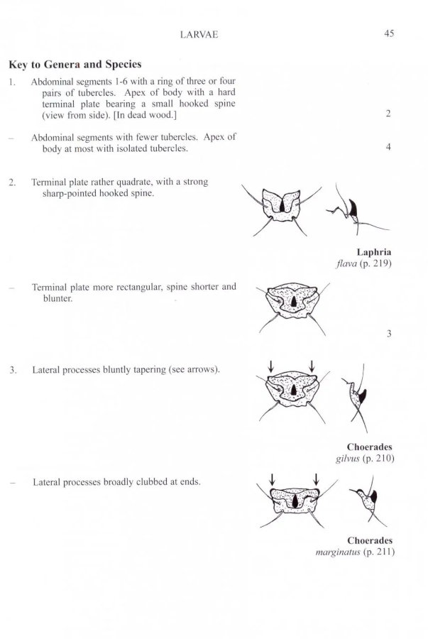 BRITISH SOLDIERFLIES AND THEIR ALLIES 2