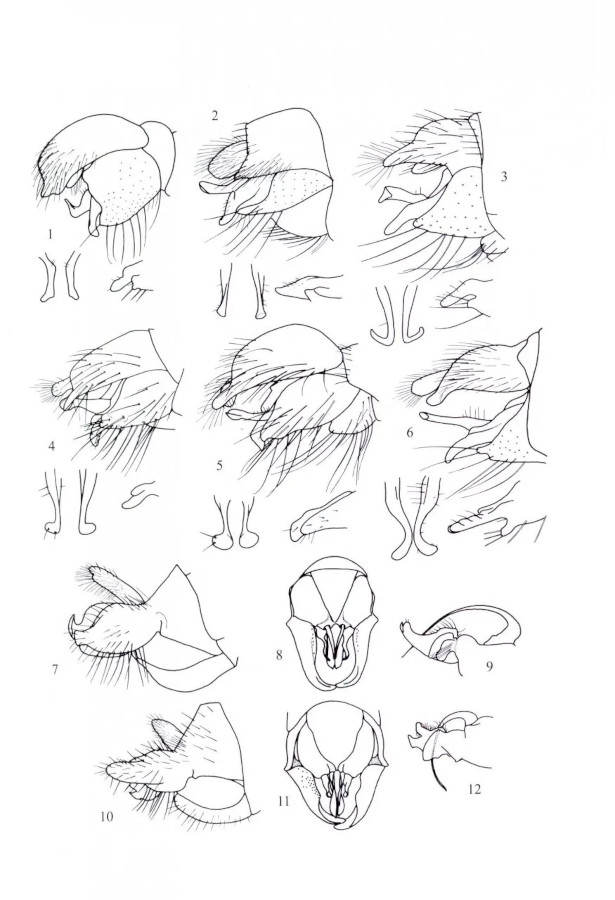 BRITISH SOLDIERFLIES AND THEIR ALLIES 3