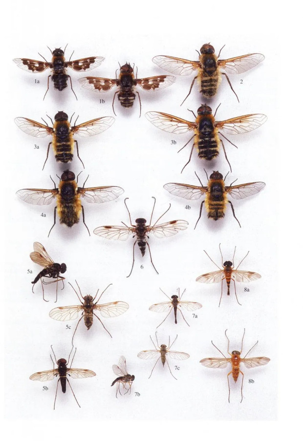 BRITISH SOLDIERFLIES AND THEIR ALLIES 4