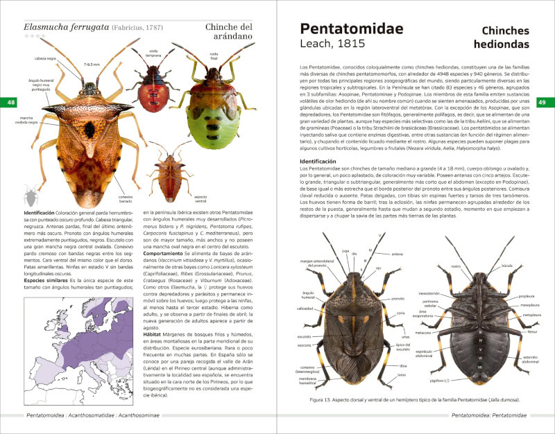 CHINCHES PENTATOMORFAS DE LA PENÍNSULA IBÉRICA 3