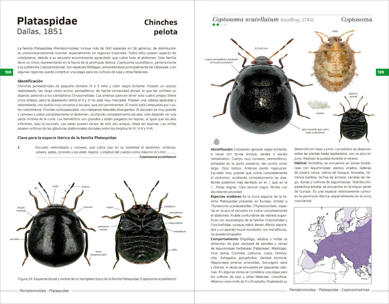 CHINCHES PENTATOMORFAS DE LA PENÍNSULA IBÉRICA 4