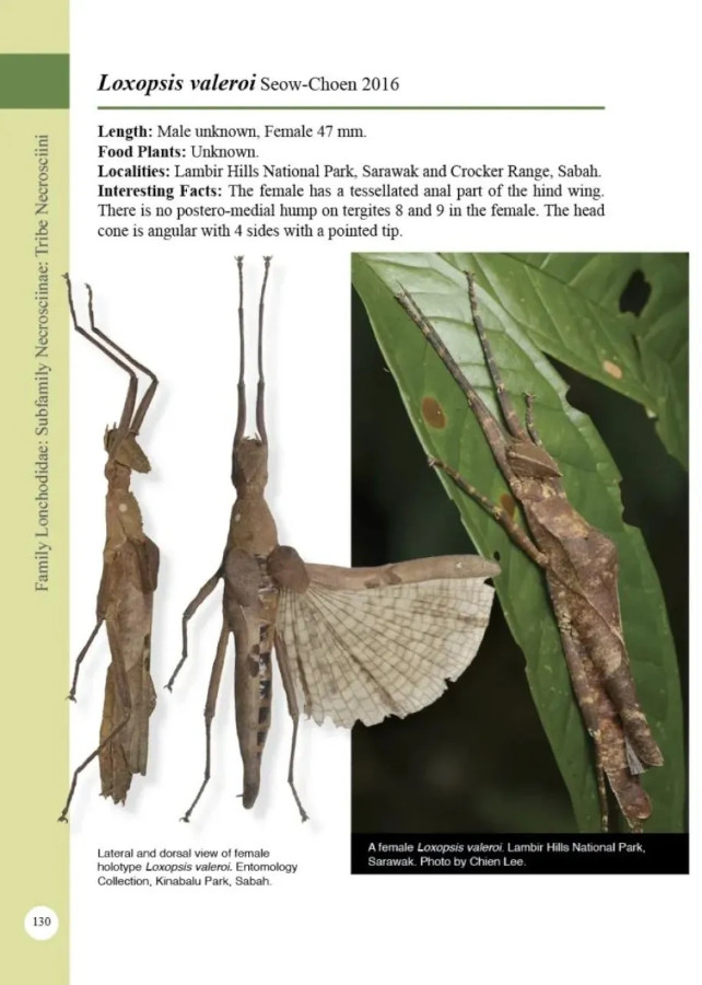 A PHOTOGRAPHIC GUIDE: STICK INSECTS OF BORNEO 2