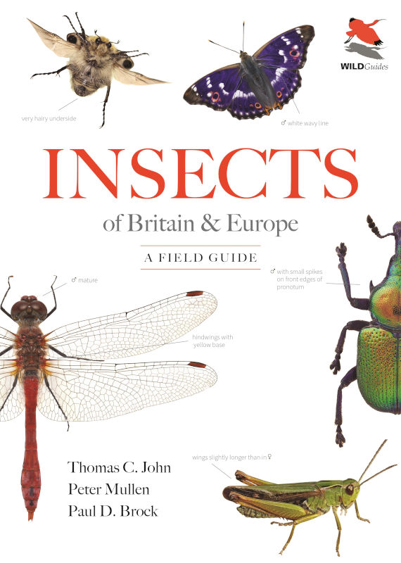 INSECTS OF BRITAIN AND EUROPE: A FIELD GUIDE 1