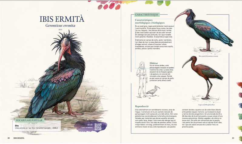 GRANS OCELLS DELS PAÏSOS CATALANS. RECULL D'EXPERIÈNCIES AMB 50 ESPÈCIES QUE PODEM TROBAR A LA NOSTRA TERRA 2