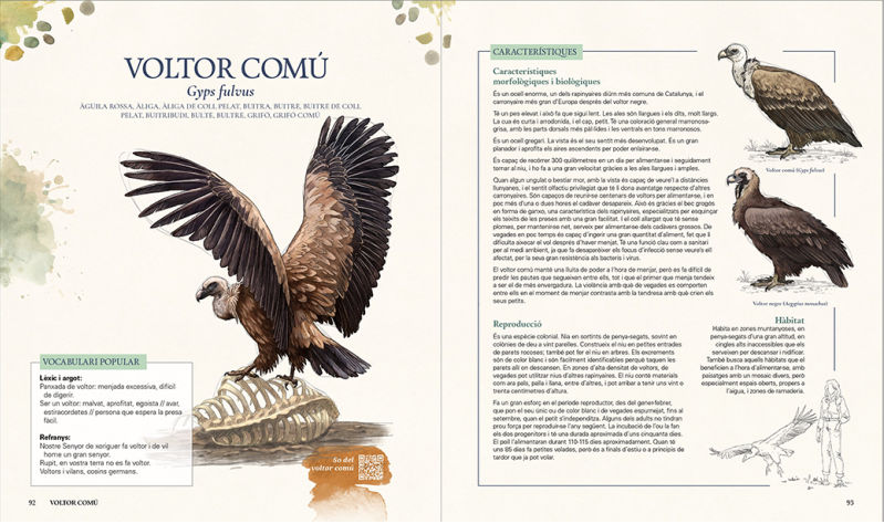 GRANS OCELLS DELS PAÏSOS CATALANS. RECULL D'EXPERIÈNCIES AMB 50 ESPÈCIES QUE PODEM TROBAR A LA NOSTRA TERRA 4