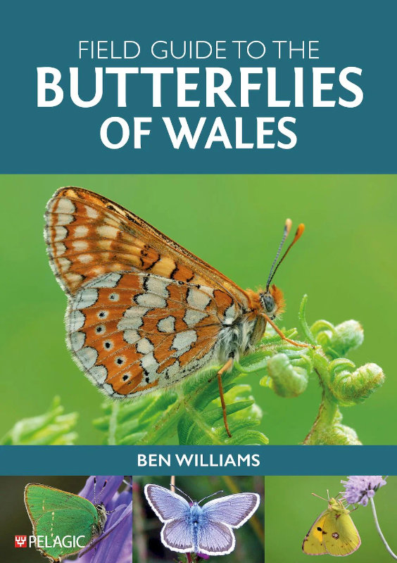 FIELD GUIDE TO THE BUTTERFLIES OF WALES 1