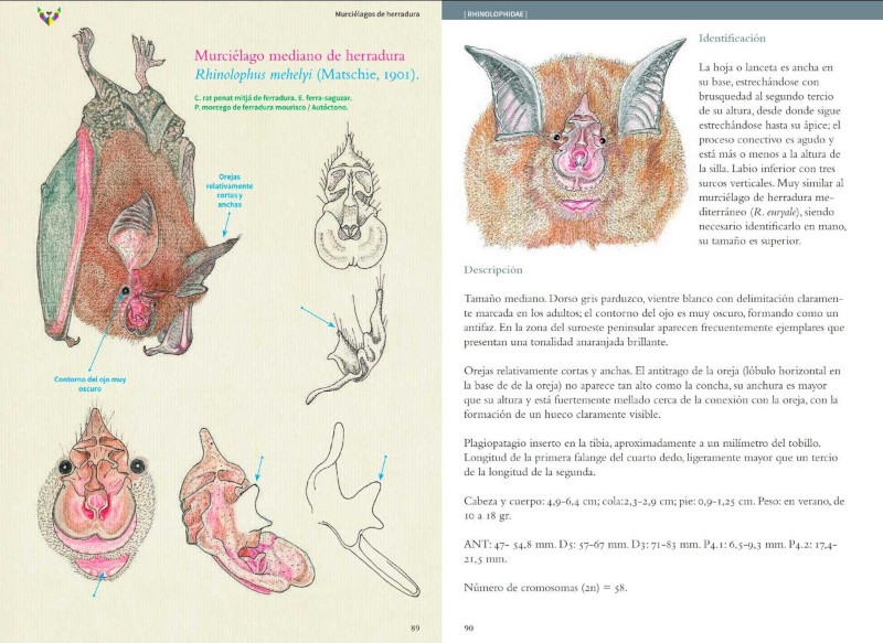 GUÍA DE MURCIÉLAGOS. PENÍNSULA IBÉRICA Y BALEARES 2