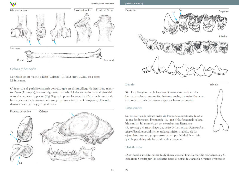 GUÍA DE MURCIÉLAGOS. PENÍNSULA IBÉRICA Y BALEARES 3