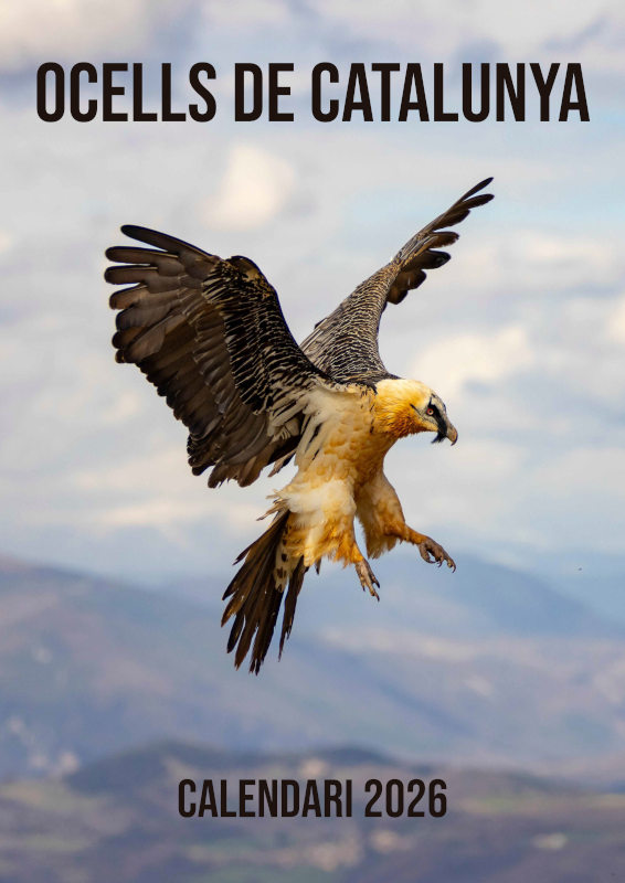 CALENDARI 2026 - OCELLS DE CATALUNYA 1