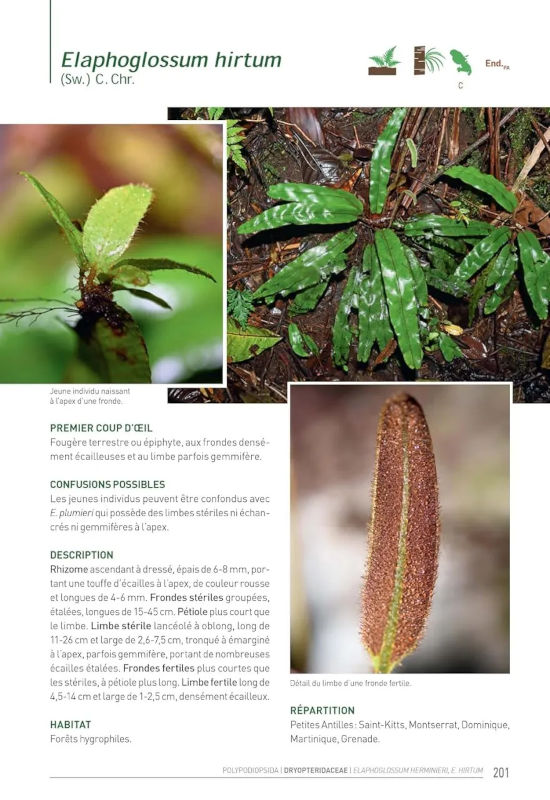 LES FOUGÈRES ET PLANTES ALLIÉES DES ANTILLES FRANÇAISES 5