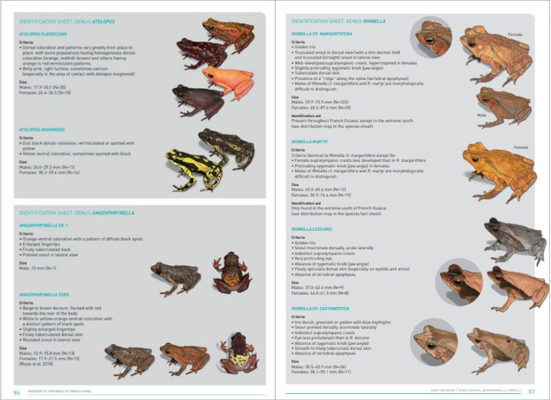 HANDBOOK OF AMPHIBIANS OF FRENCH GUIANA 4
