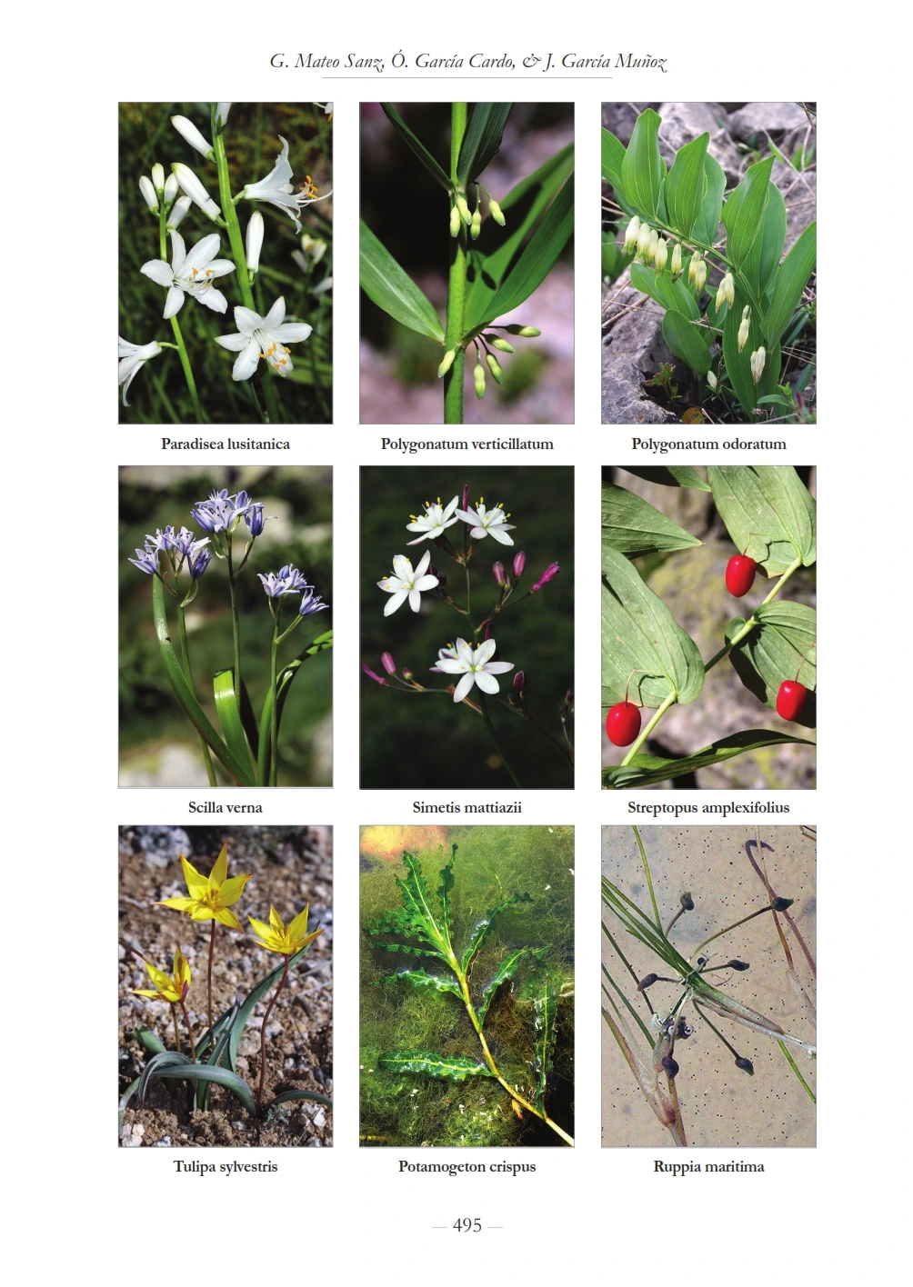 CATÁLOGO FLORÍSTICO DE LA PROVINCIA DE GUADALAJARA 4