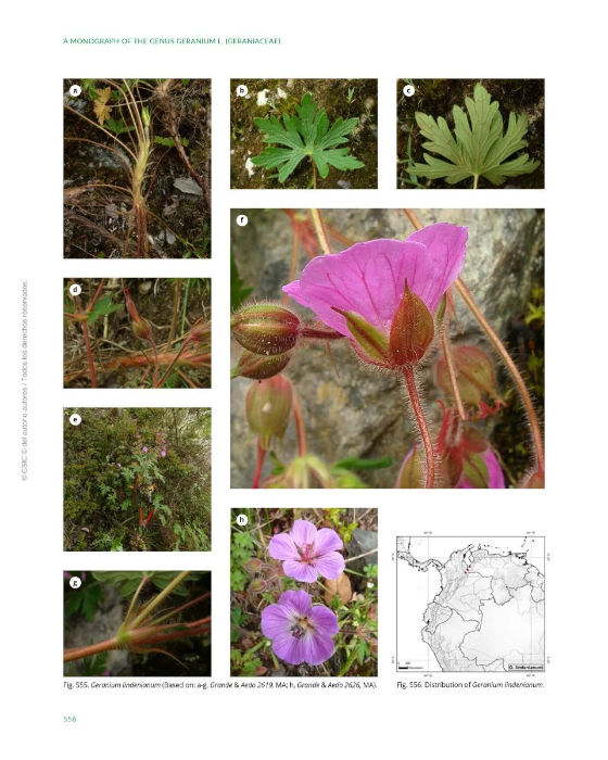 A MONOGRAPH OF THE GENUS GERANIUM L. (GERANIACEAE) 4