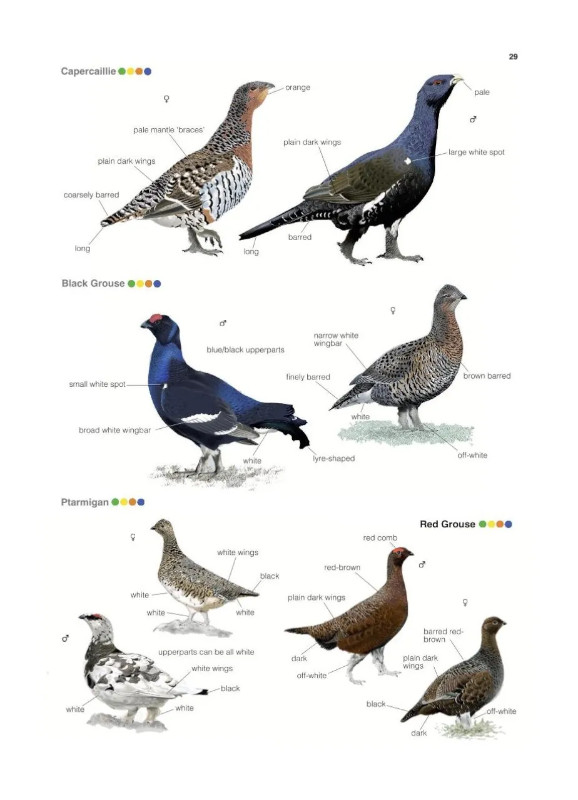 COLLINS BRITISH BIRD IDENTIFIER. EASILY NAME ALL SPECIES USING ONLY 5 FEATURES WITH THE 5 ID METHOD 2