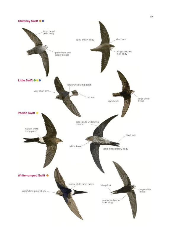 COLLINS BRITISH BIRD IDENTIFIER. EASILY NAME ALL SPECIES USING ONLY 5 FEATURES WITH THE 5 ID METHOD 4