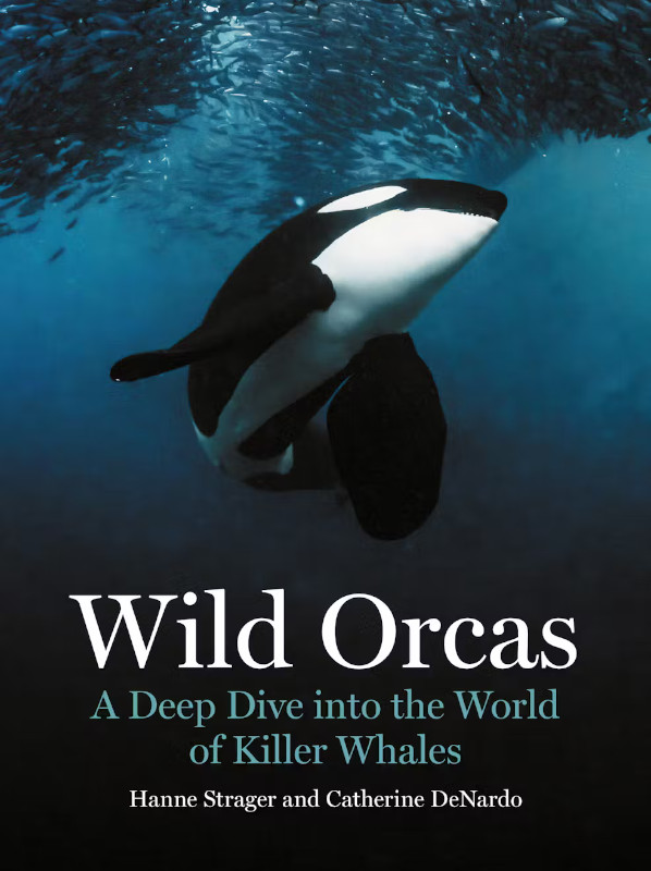 WILD ORCAS: A DEEP DIVE INTO THE WORLD OF KILLER WHALES 1