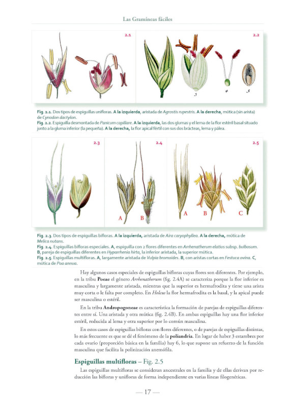 LAS GRAMÍNEAS FÁCILES. GUÍA VISUAL CON CLAVES PARA IDENTIFICAR LAS GRAMÍNEAS ÍBERO-BALEÁRICAS 2