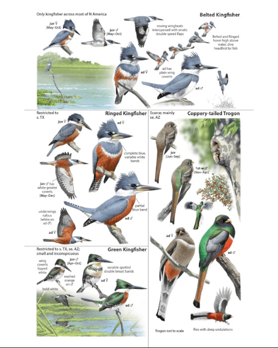 THE BIRD GUIDE: NORTH AMERICA 2