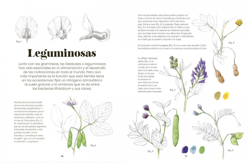 ILUSTRACIÓN BOTÁNICA. UN MANUAL PARA APRENDER A OBSERVAR Y REPRESENTAR EL MUNDO VEGETAL 2