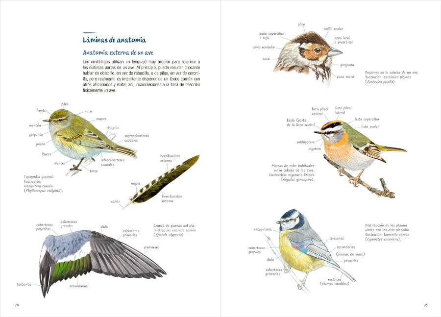 AVES. GUÍA DE INICIACIÓN A LA ORNITOLOGÍA 2