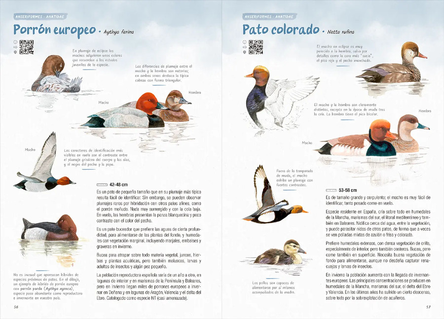 AVES. GUÍA DE INICIACIÓN A LA ORNITOLOGÍA 3