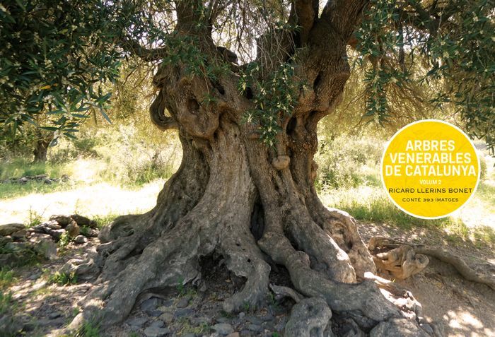 ARBRES VENERABLES DE CATALUNYA. VOLUM 2 1