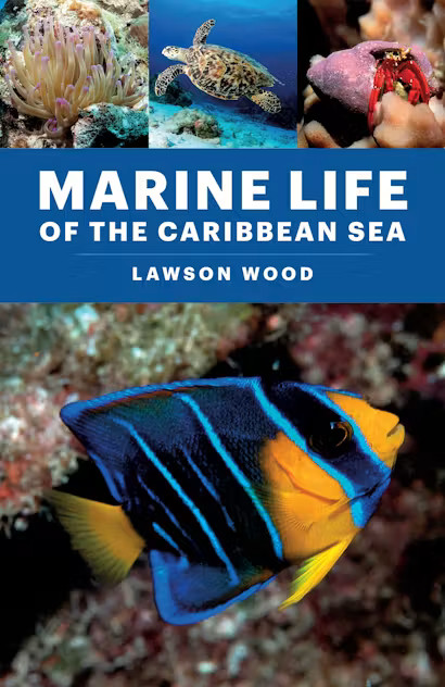 MARINE LIFE OF THE CARIBBEAN SEA 1