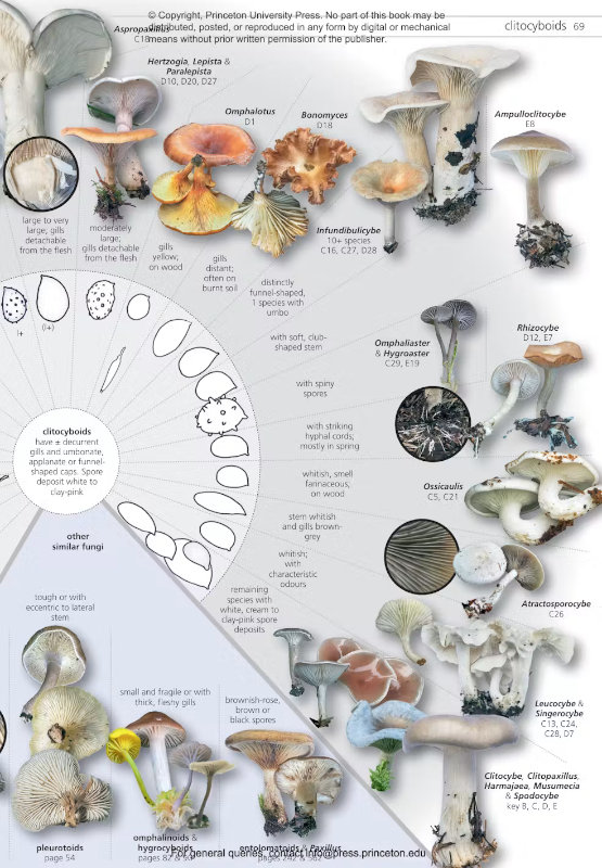 FUNGI OF TEMPERATE EUROPE: KEYS TO THE BASIDIOMYCETES 3
