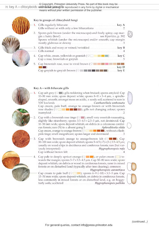 FUNGI OF TEMPERATE EUROPE: KEYS TO THE BASIDIOMYCETES 4