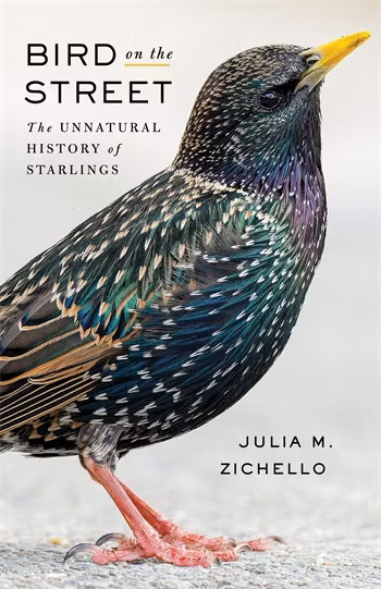 BIRD ON THE STREET. THE UNNATURAL HISOTRY OF STARLINGS 1
