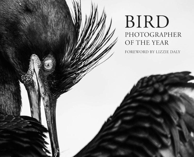 BIRD PHOTOGRAPHER OF THE YEAR. COLLECTION 11 1