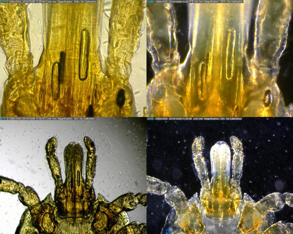 DINO-LITE ILUMINADOR BL-CDW 2